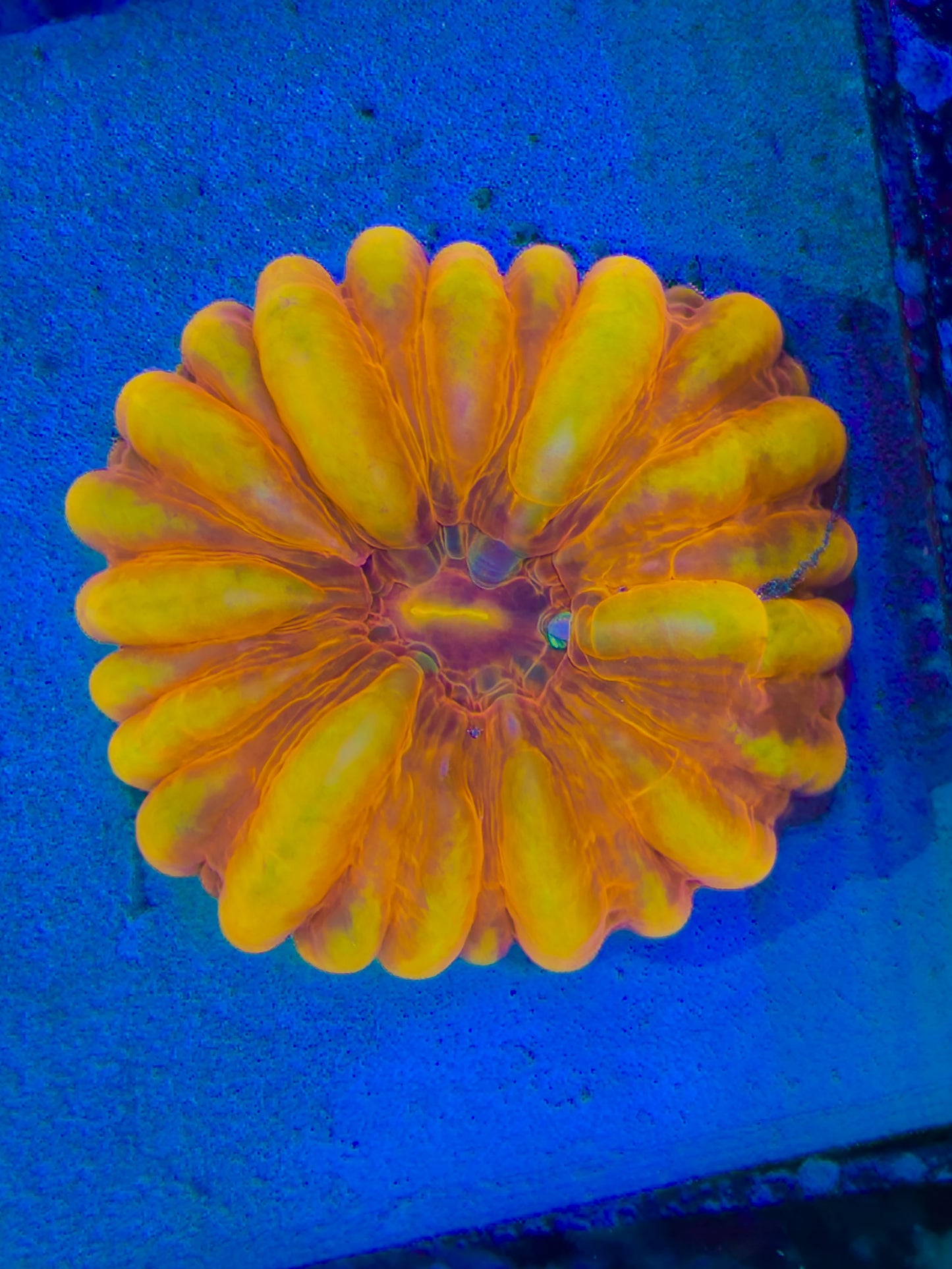 Yellow Stripe Cynarina