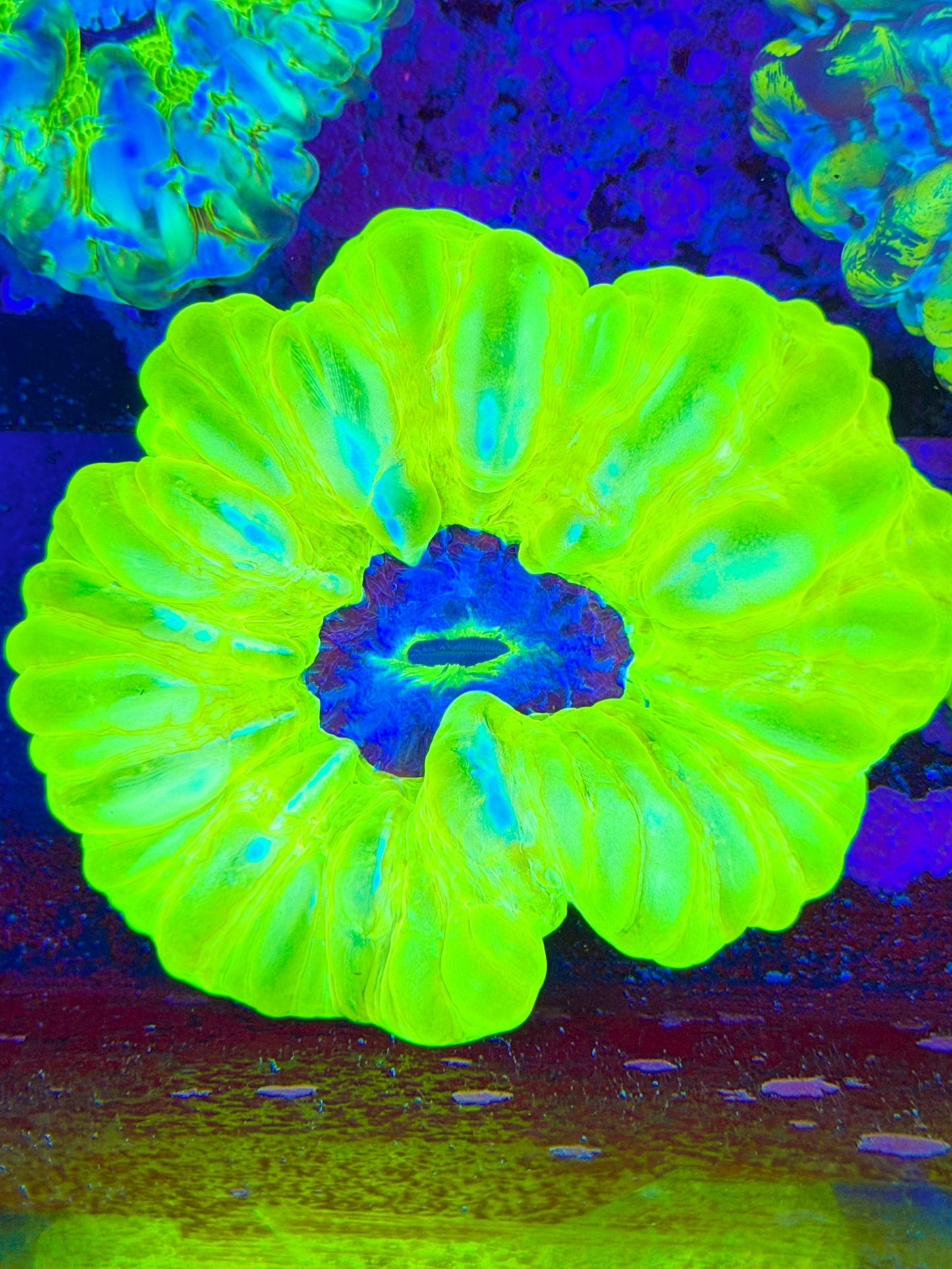 Neon Cynarina