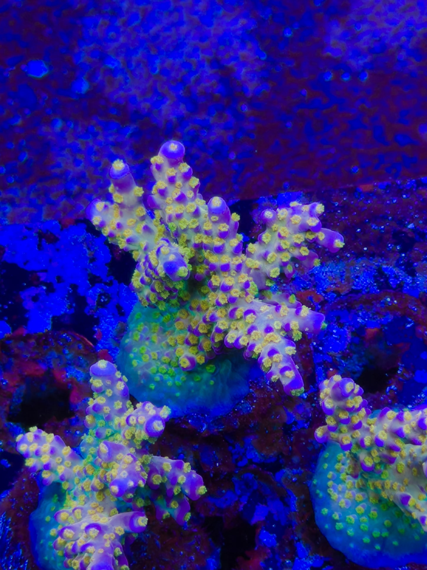 R66 Merlin’s staff