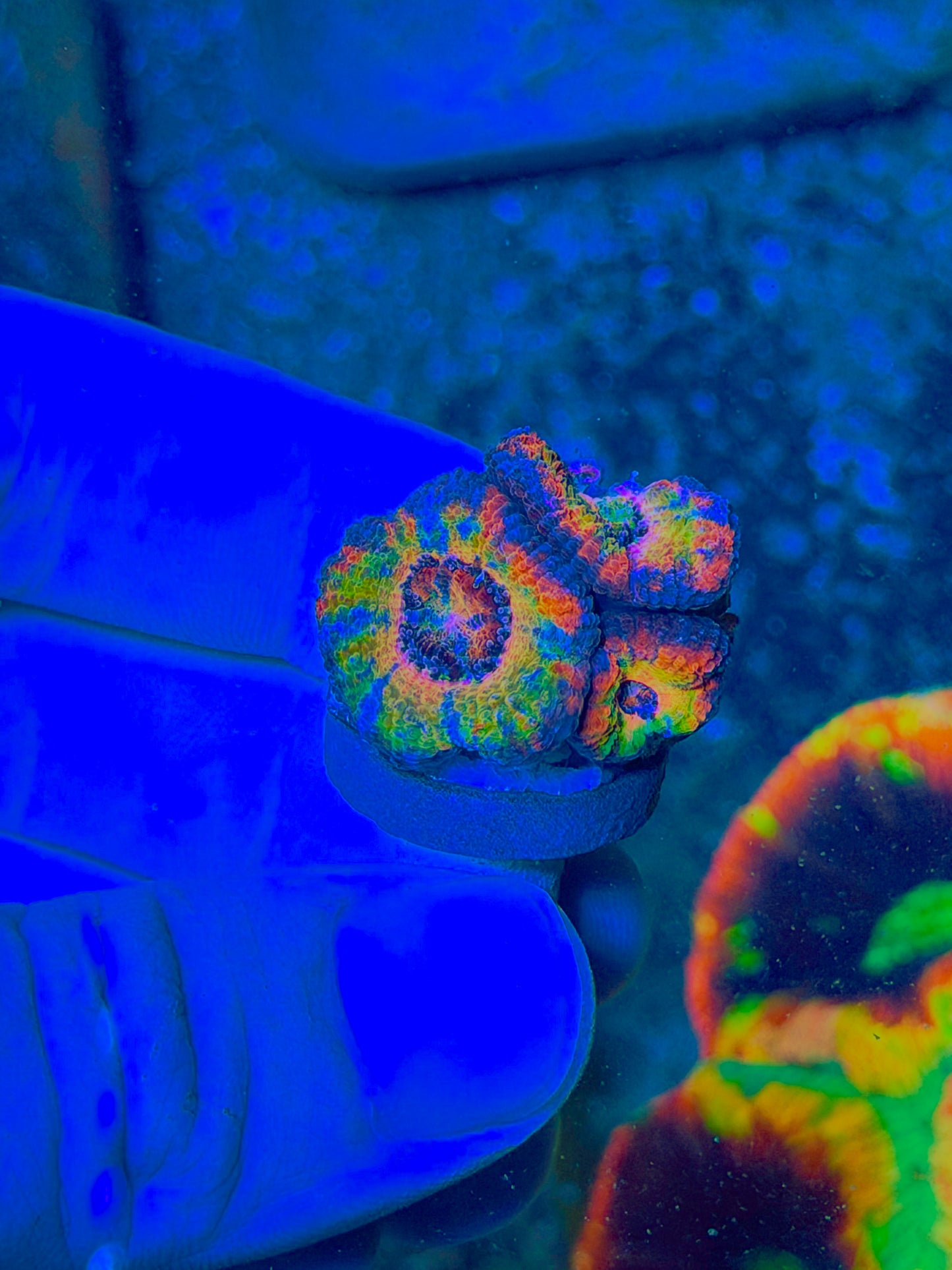 Insane BSA Paint splatter