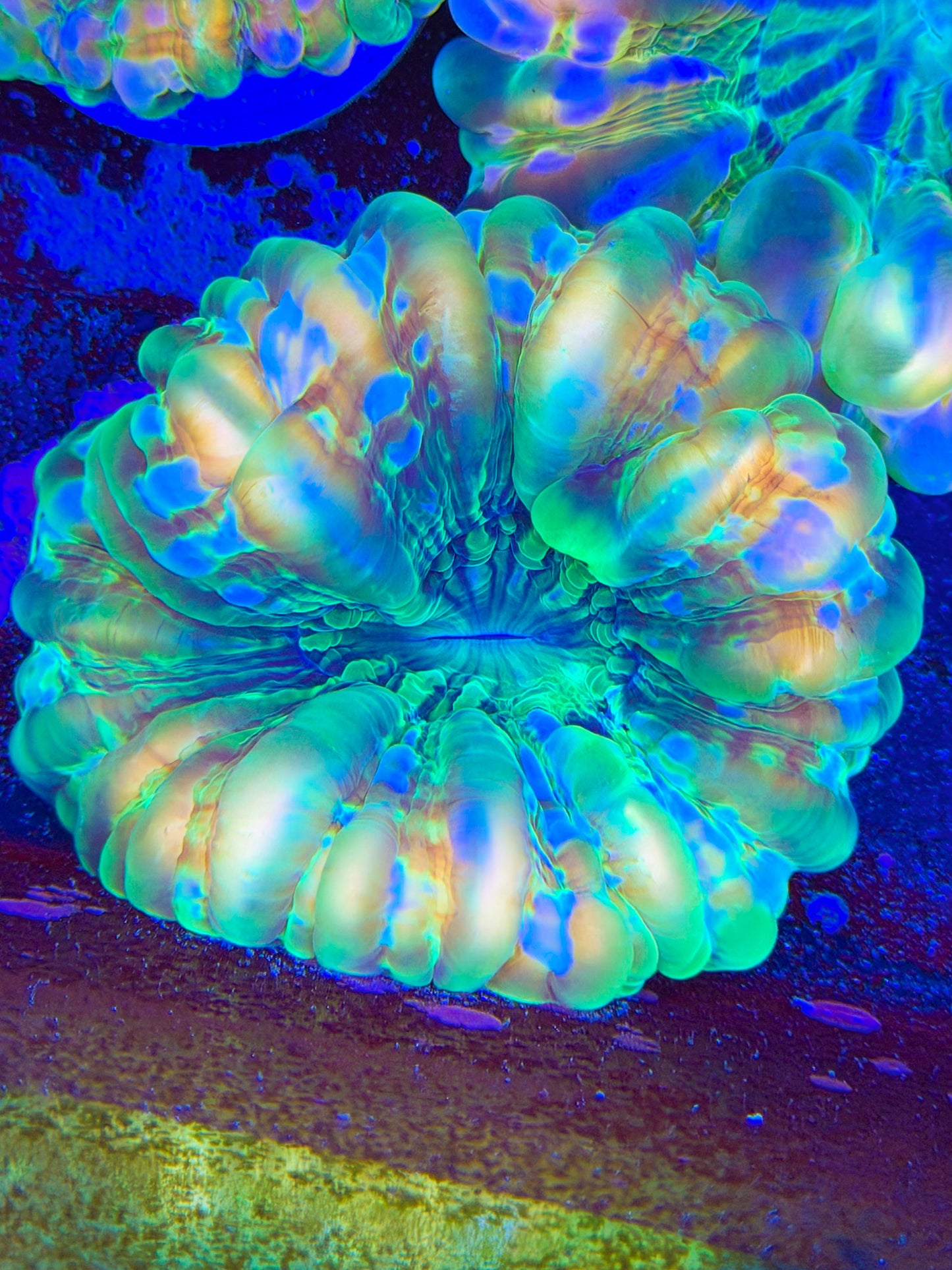 Unique Cynarina