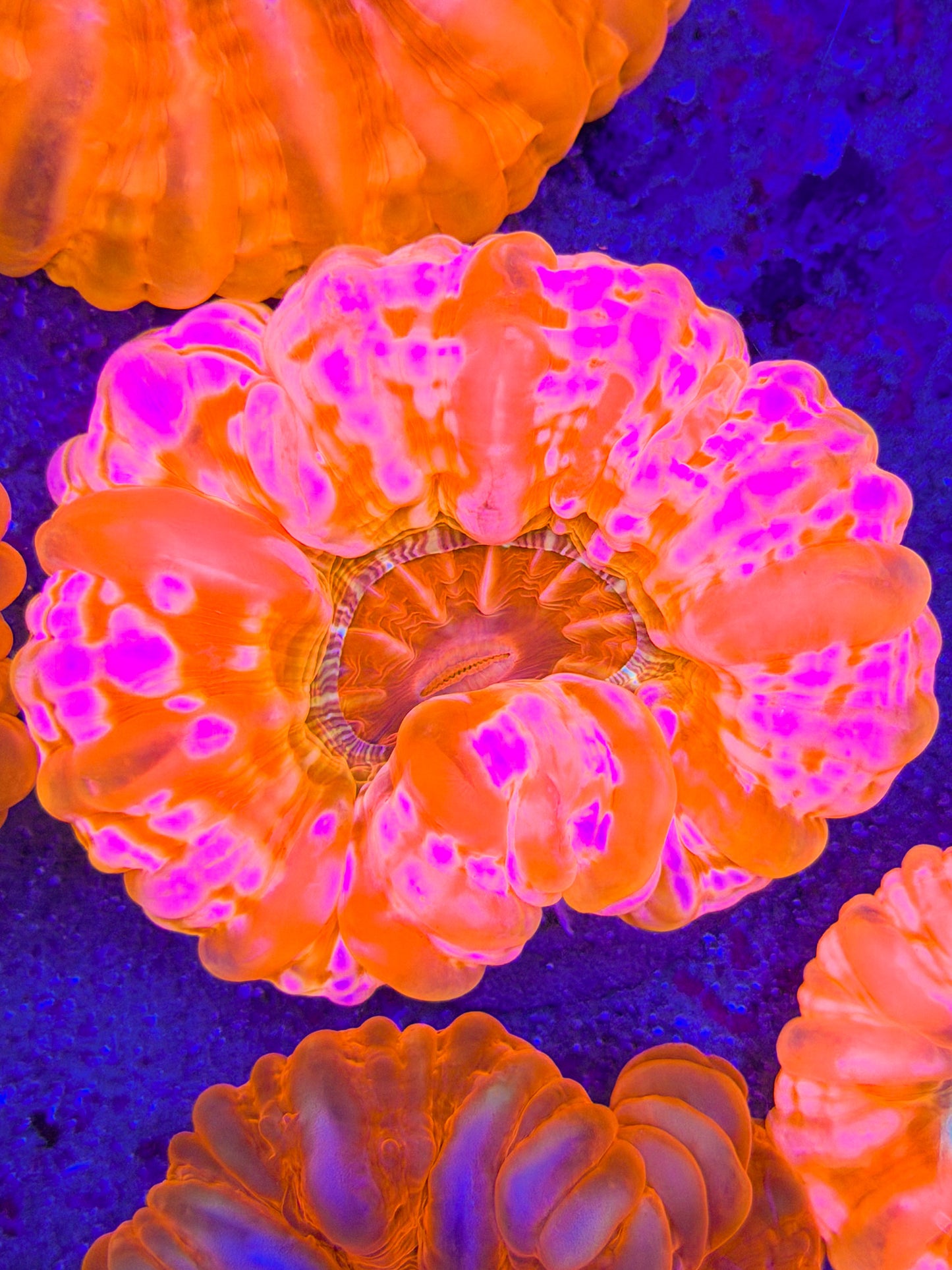 Neon Pink Cynarina