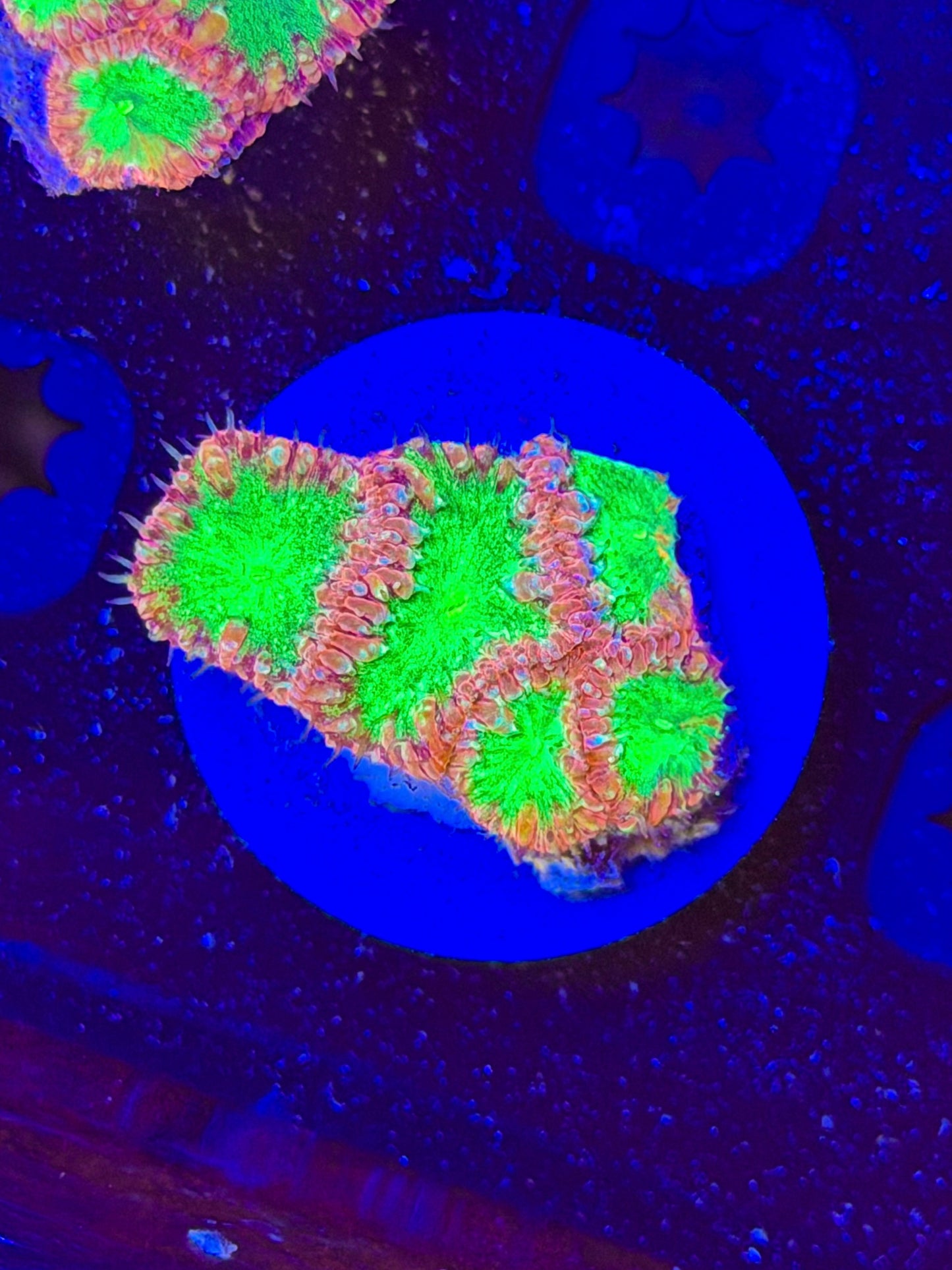 Green Glitter Blasto