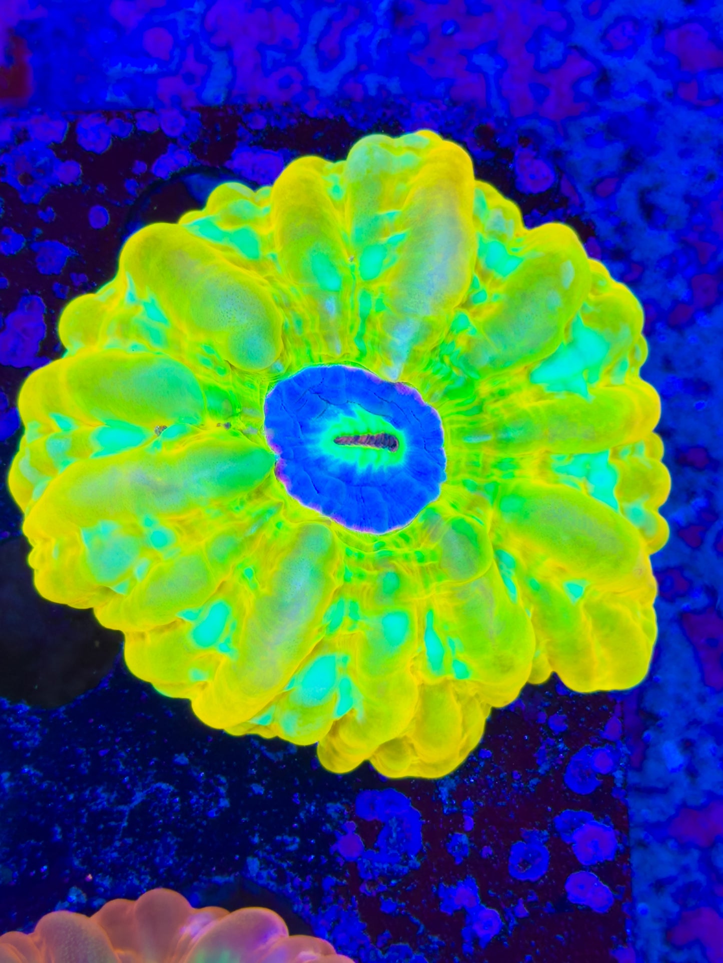 True yellow Cynarina
