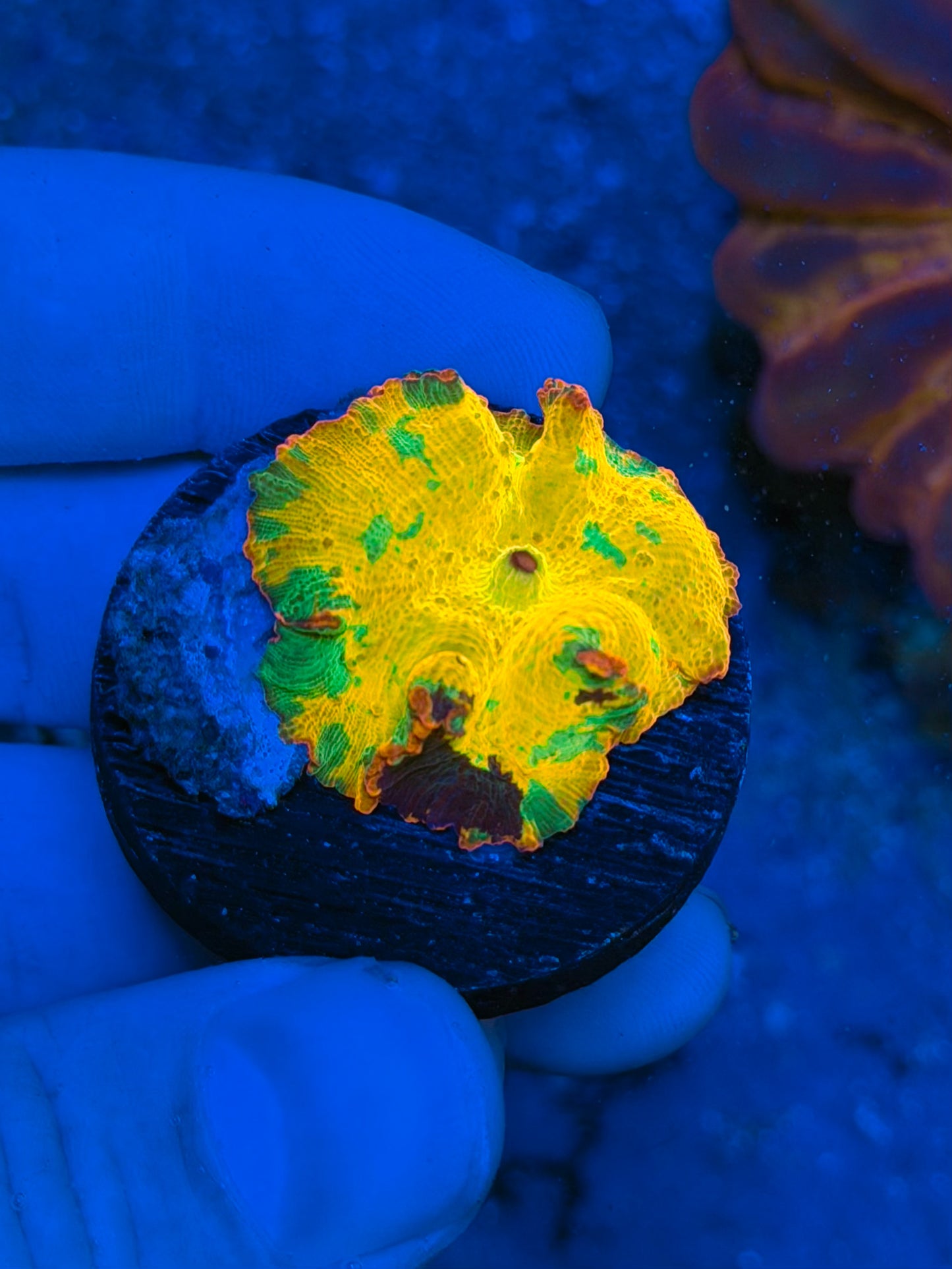 24k Purple monster JB