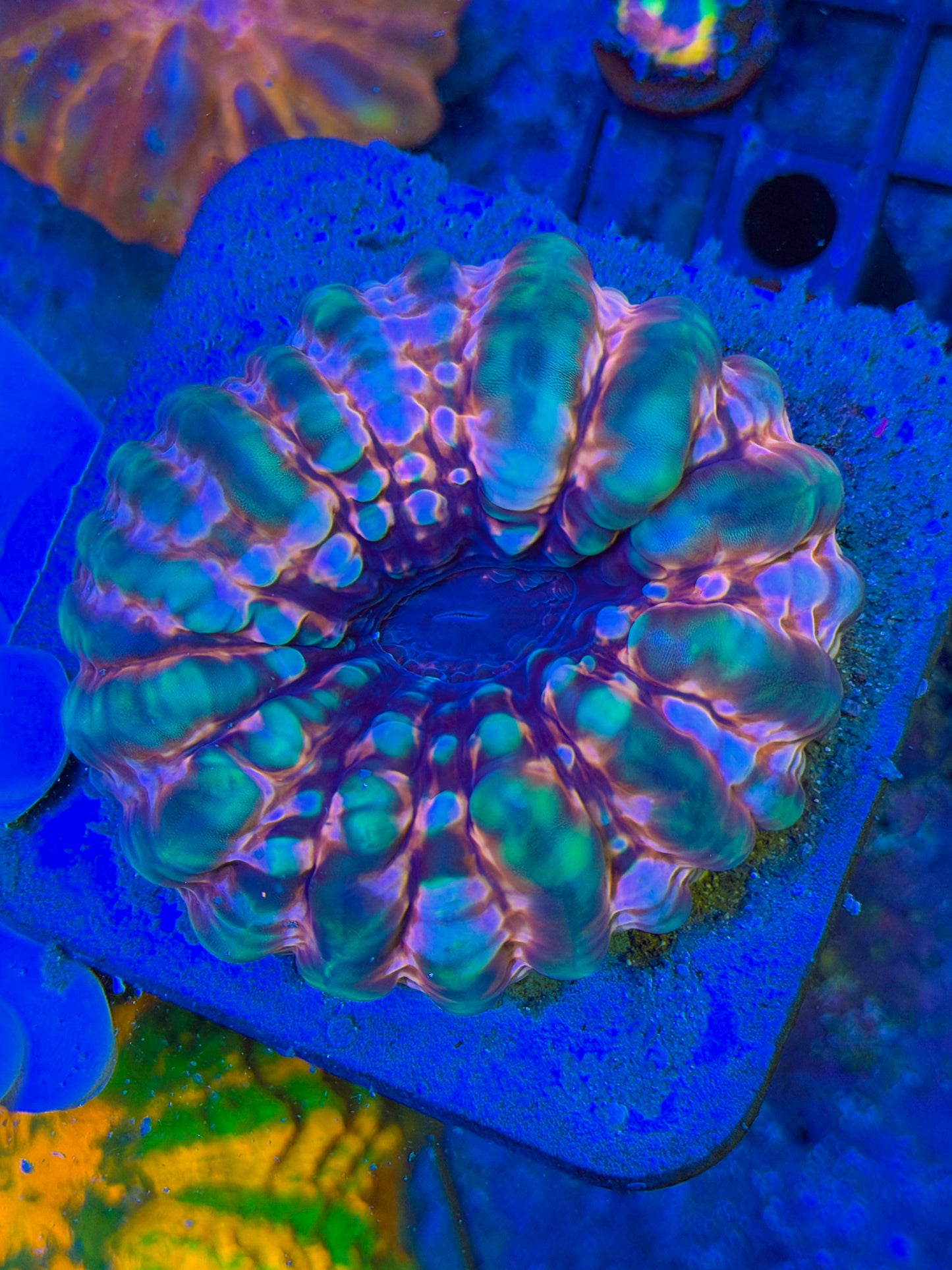 Valentine’s day Cynarina