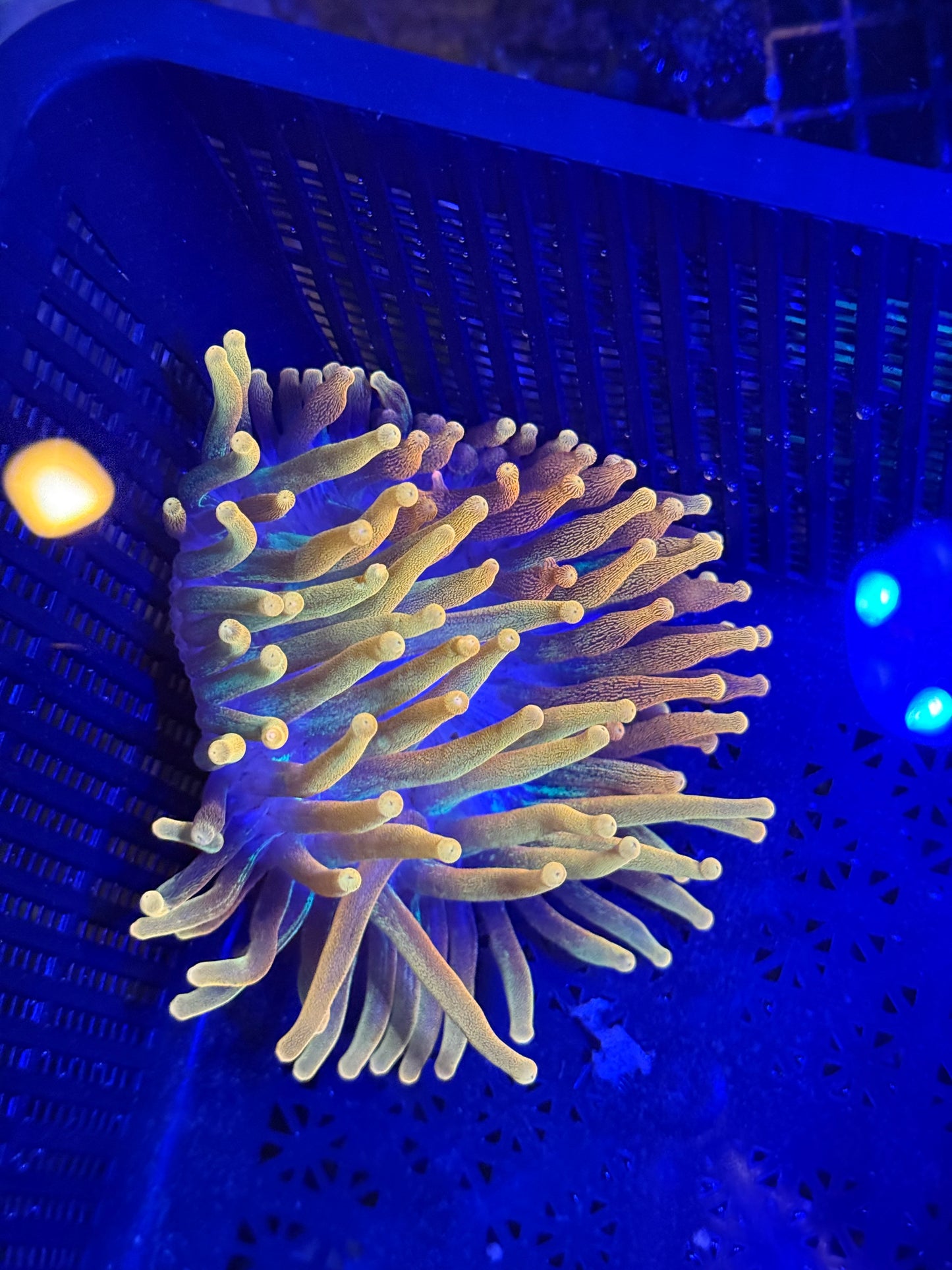 XL chicago sun burst