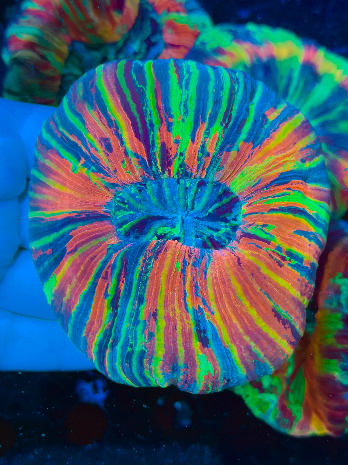 Super Rainbow Trachyphyllia