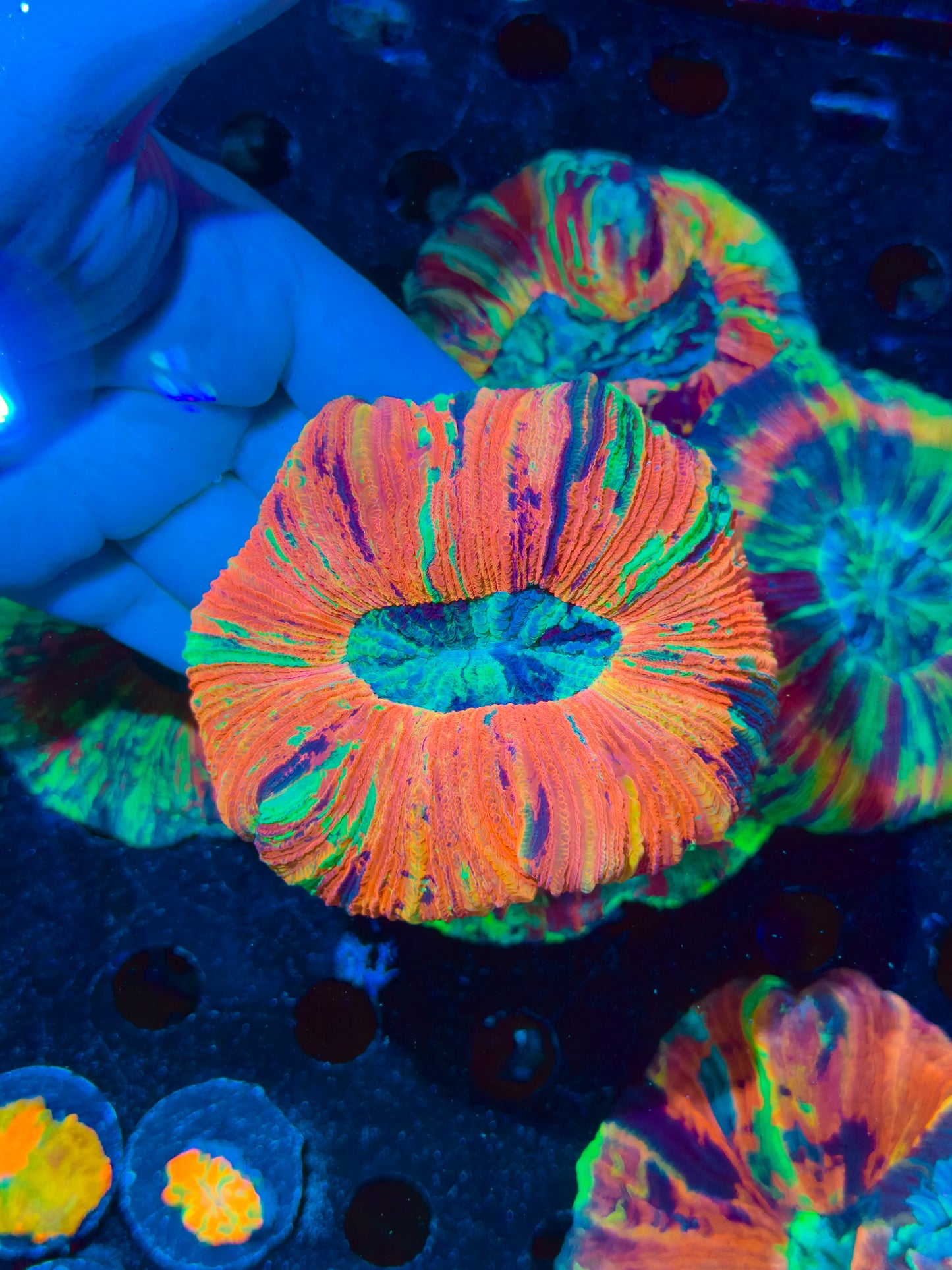 Super Rainbow Trachyphyllia