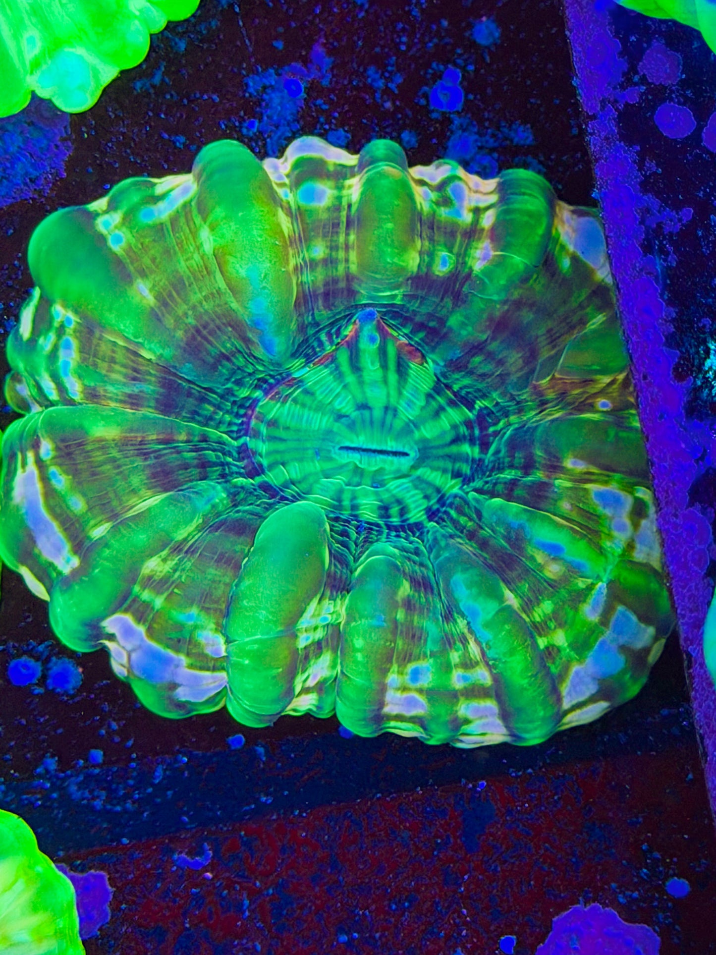 Unique Cynarina