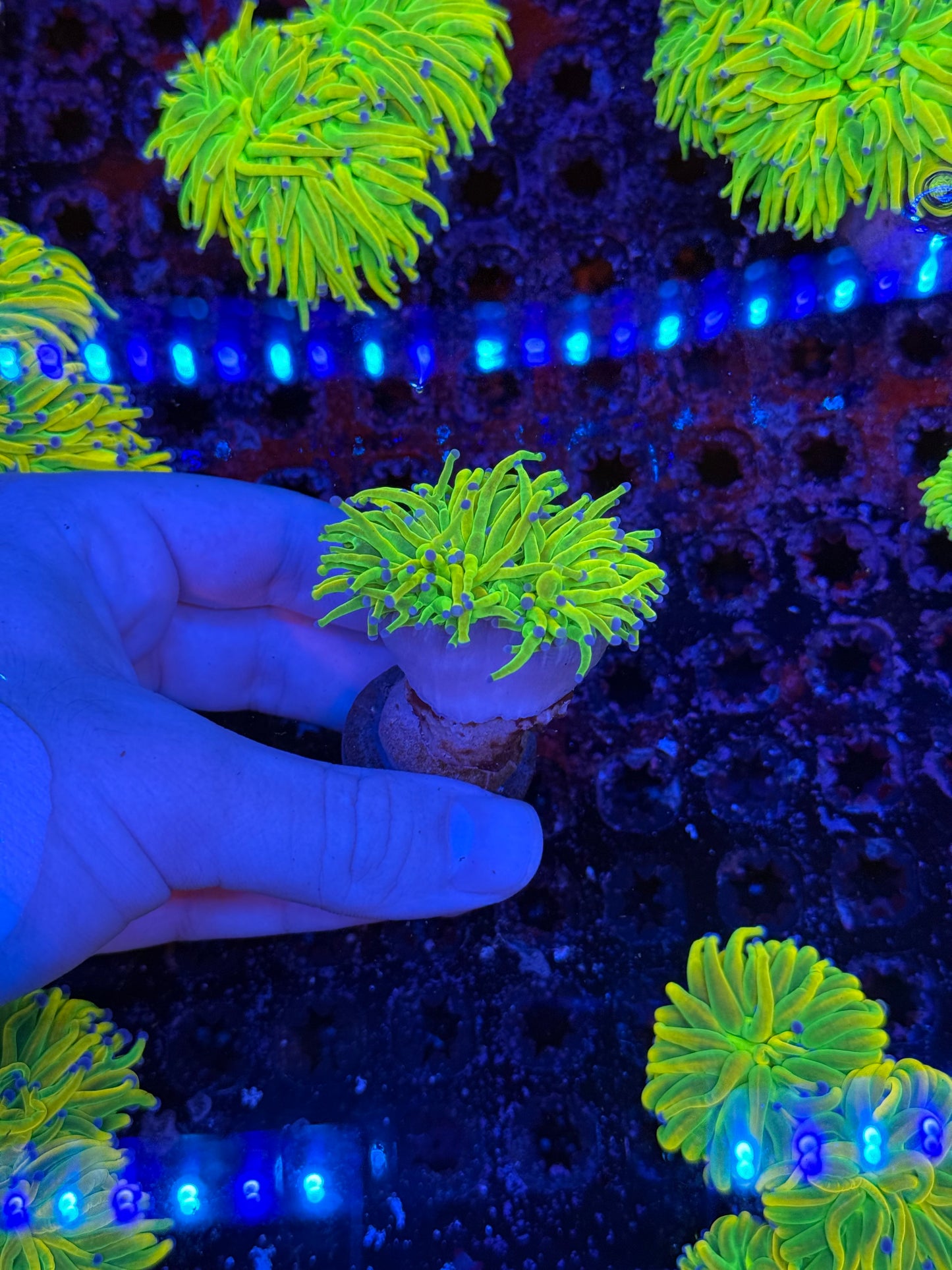 BK Chem Jolly rancher (splitter)