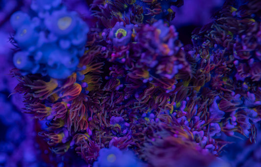 AR Ultraviolet Tenuis