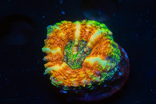 AR Alien Egg Pachysepta (100% aquacultured)