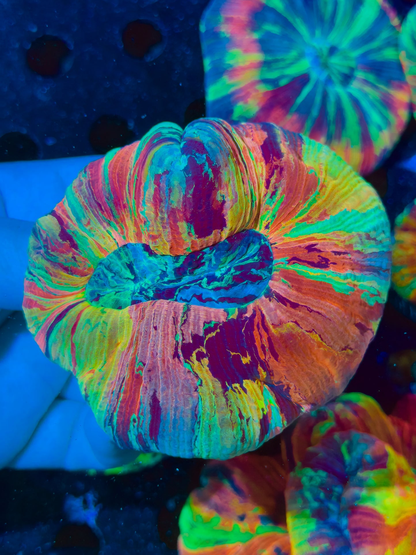 Super Rainbow Trachyphyllia