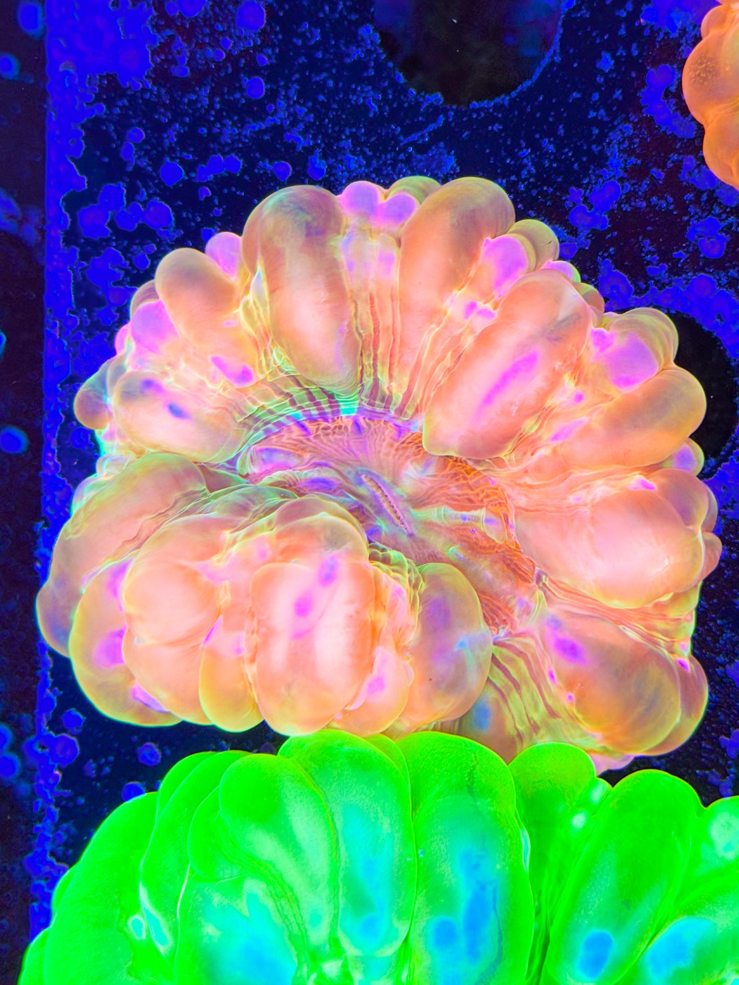 Peach Cynarina