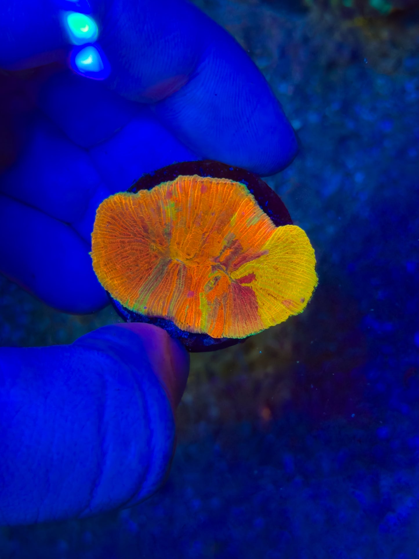 wwc diablo (rare color)