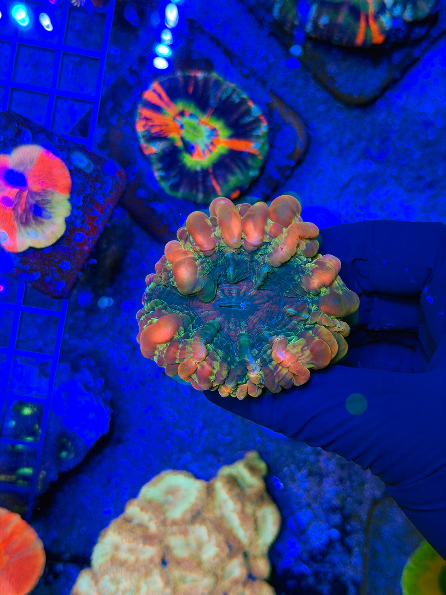 Accretion Disk Cynarina