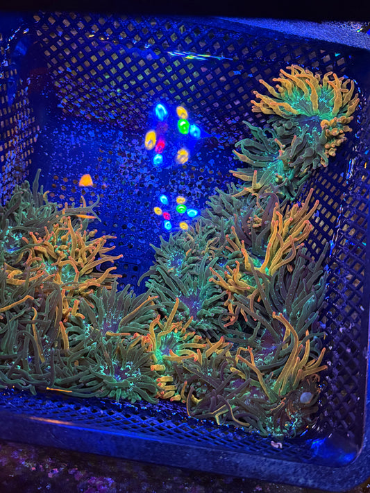 ECC Nexus burst (multi color)