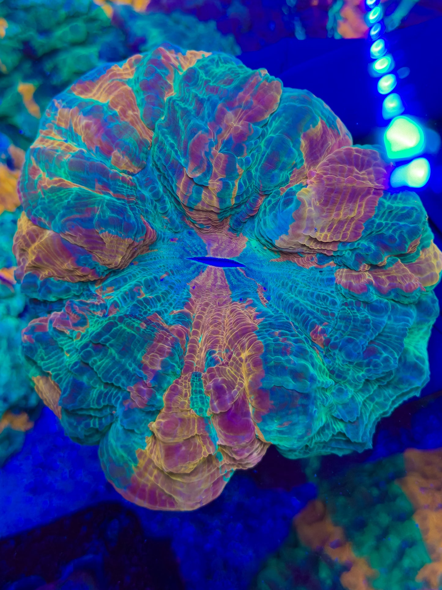 Acantho