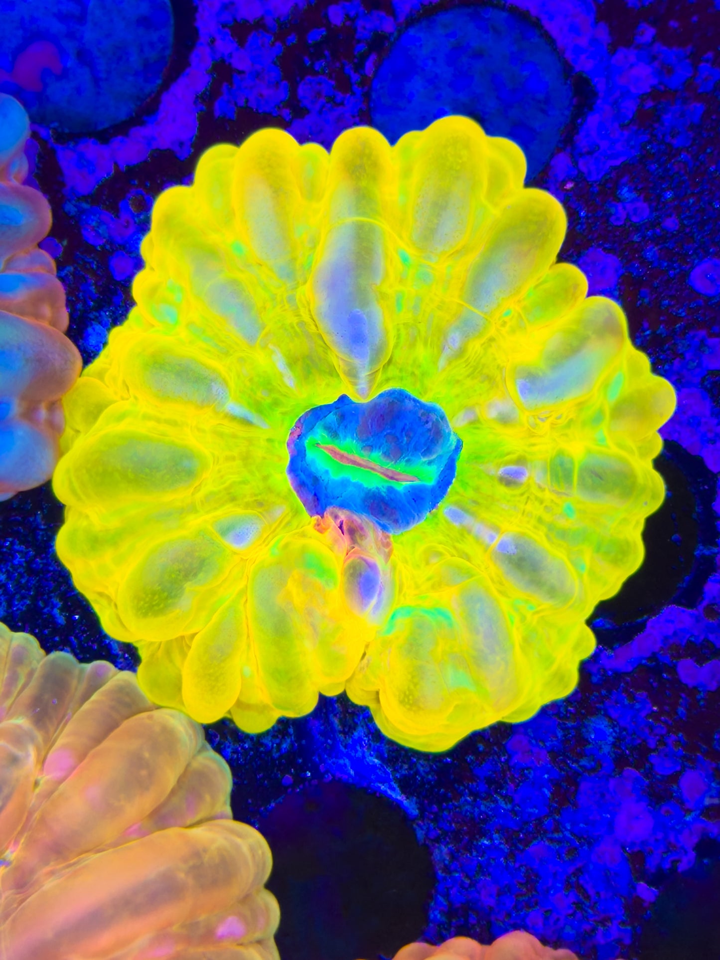 True Yellow Cynarina