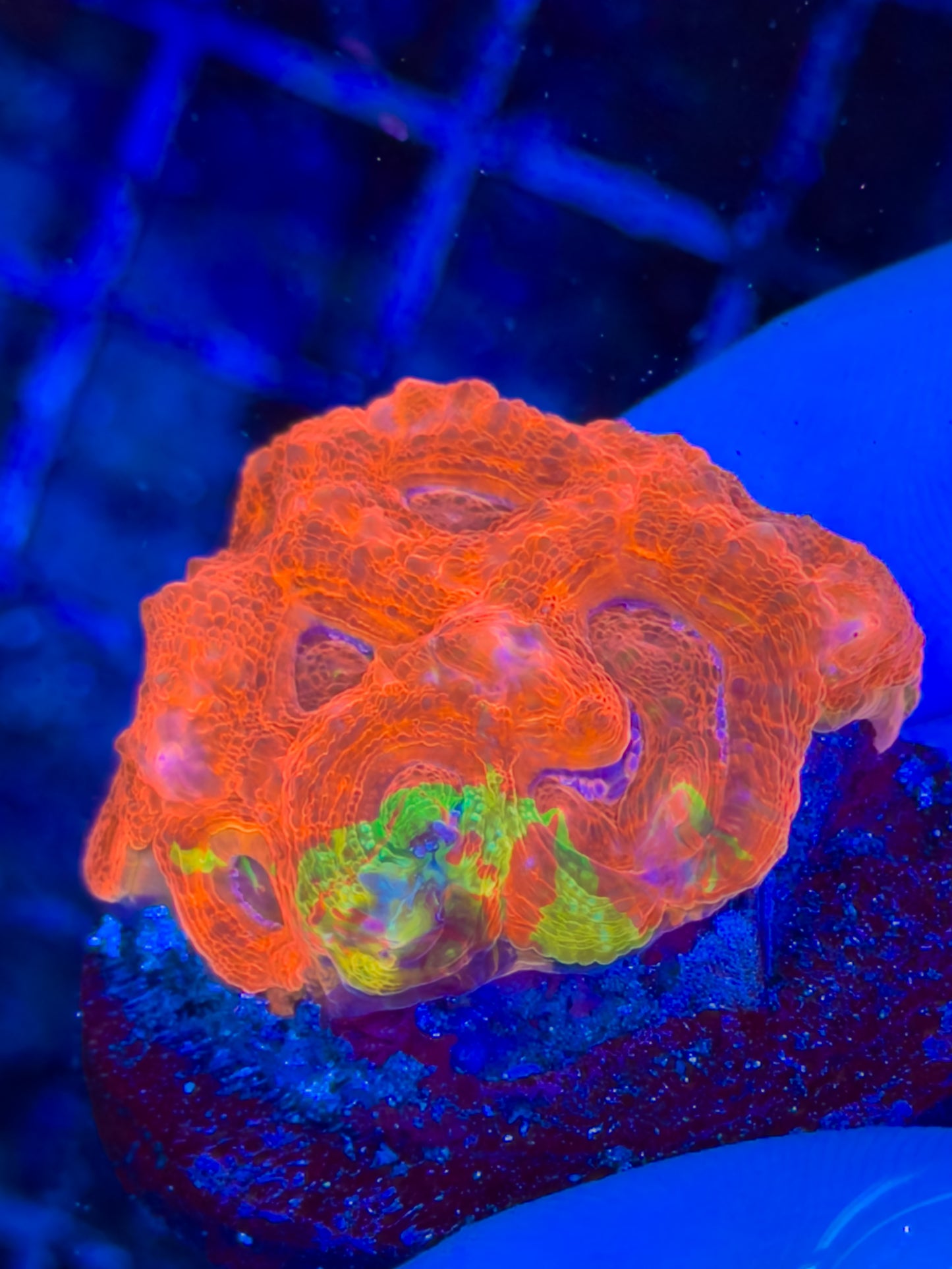 UV Master Bower