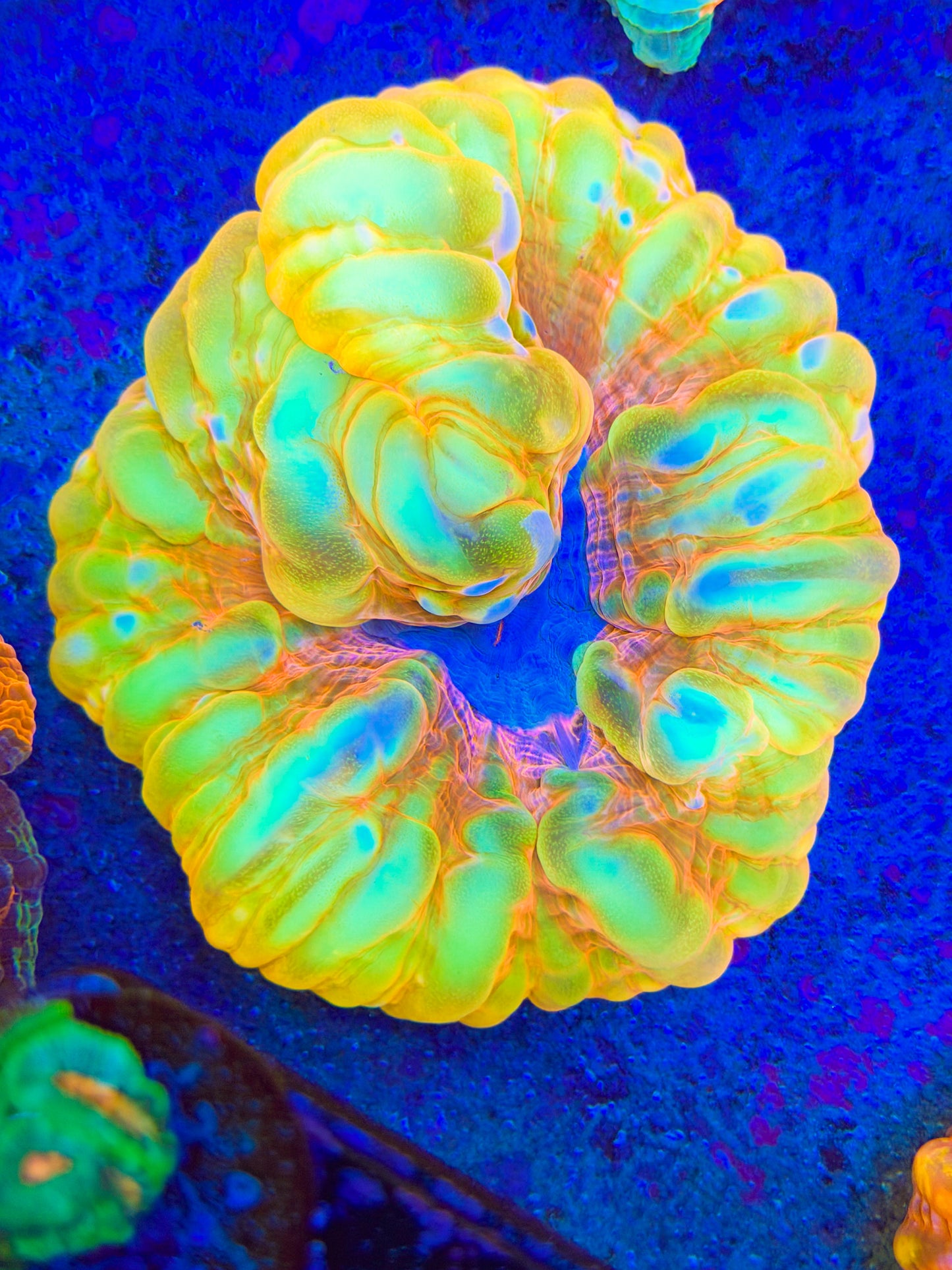 Golden Nugget Cynarina