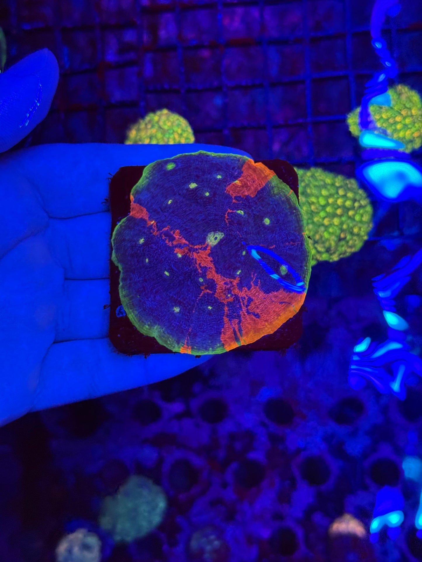 Wwc jelly bean colony