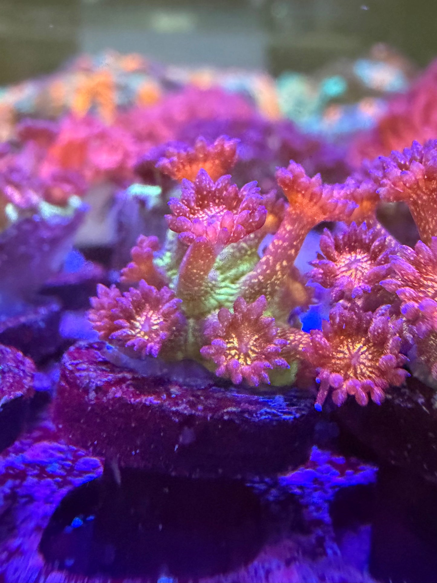 AR Rainbow Glitter