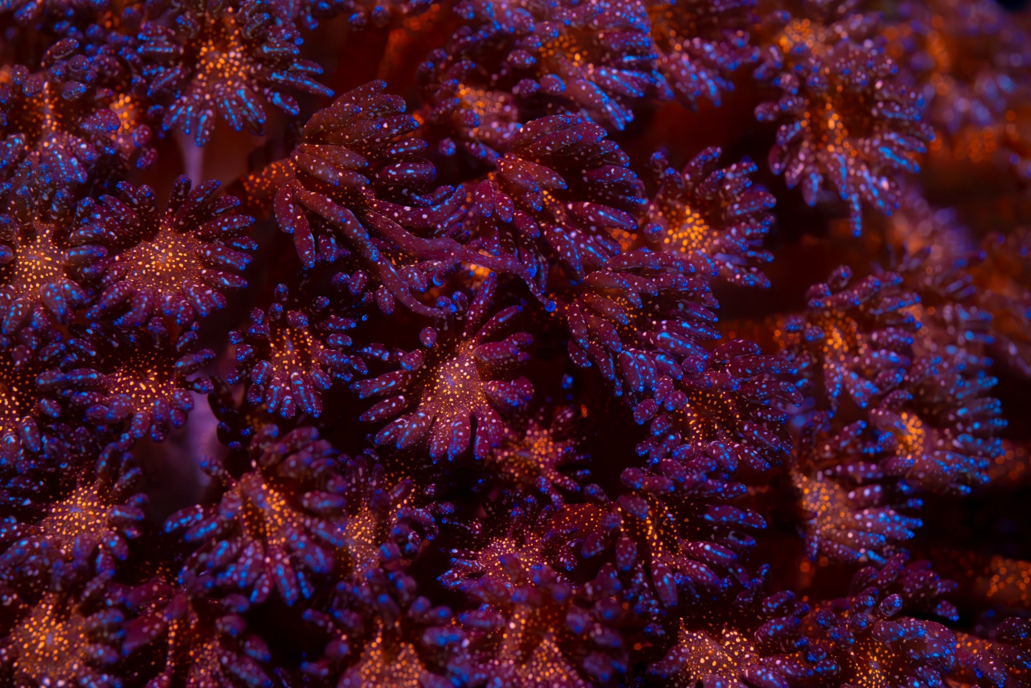 Alecsreef | Aquacultured Corals in Dallas, TX – Alec's Reef