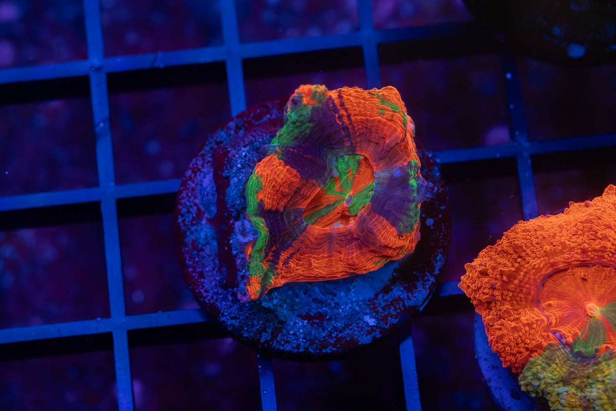 Collections – Alec's Reef