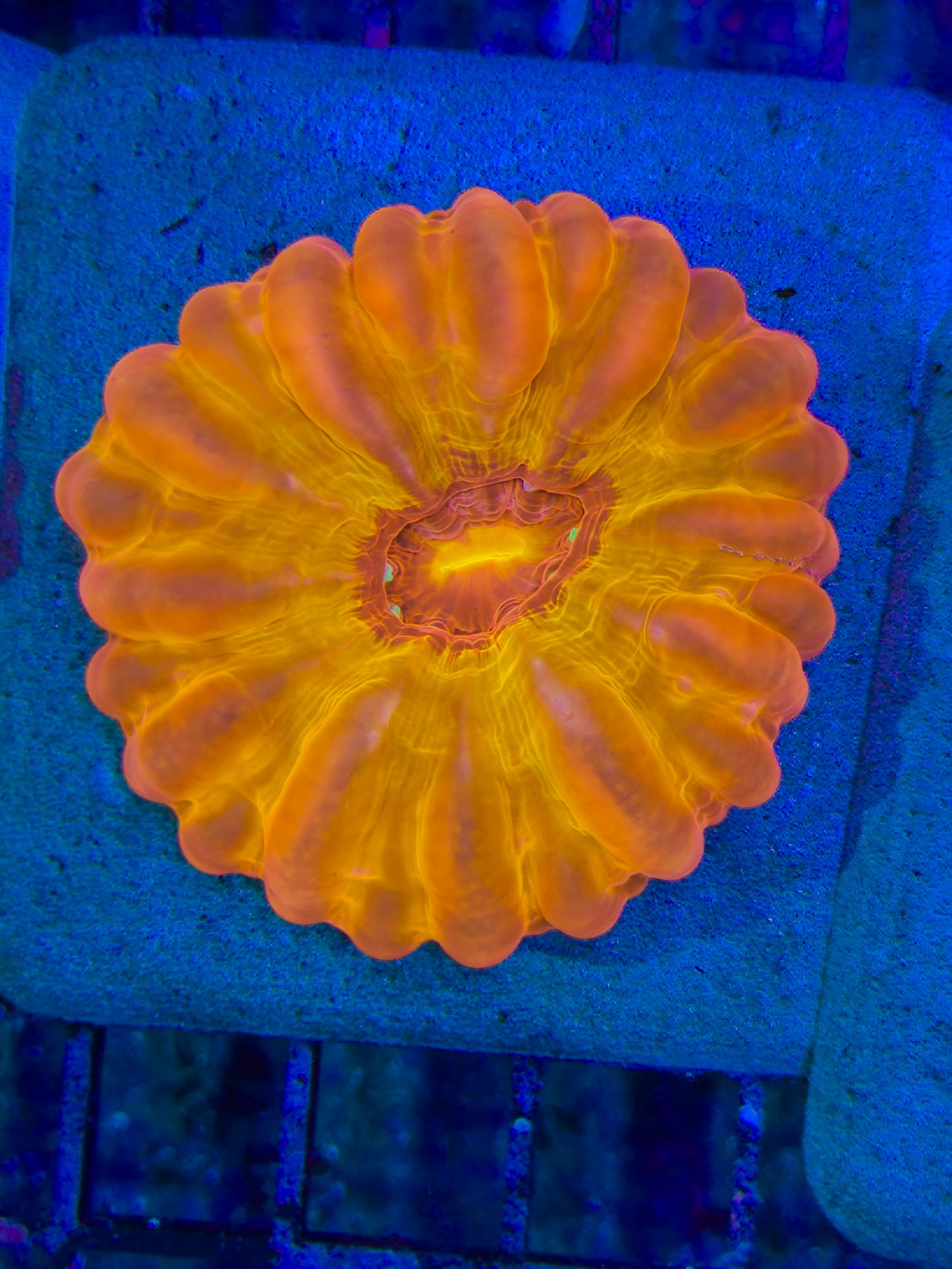 Pumpkin Cynarina