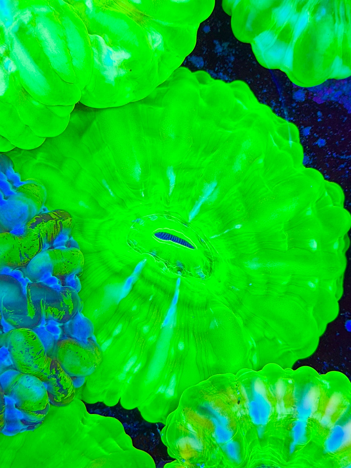 Green Cynarina