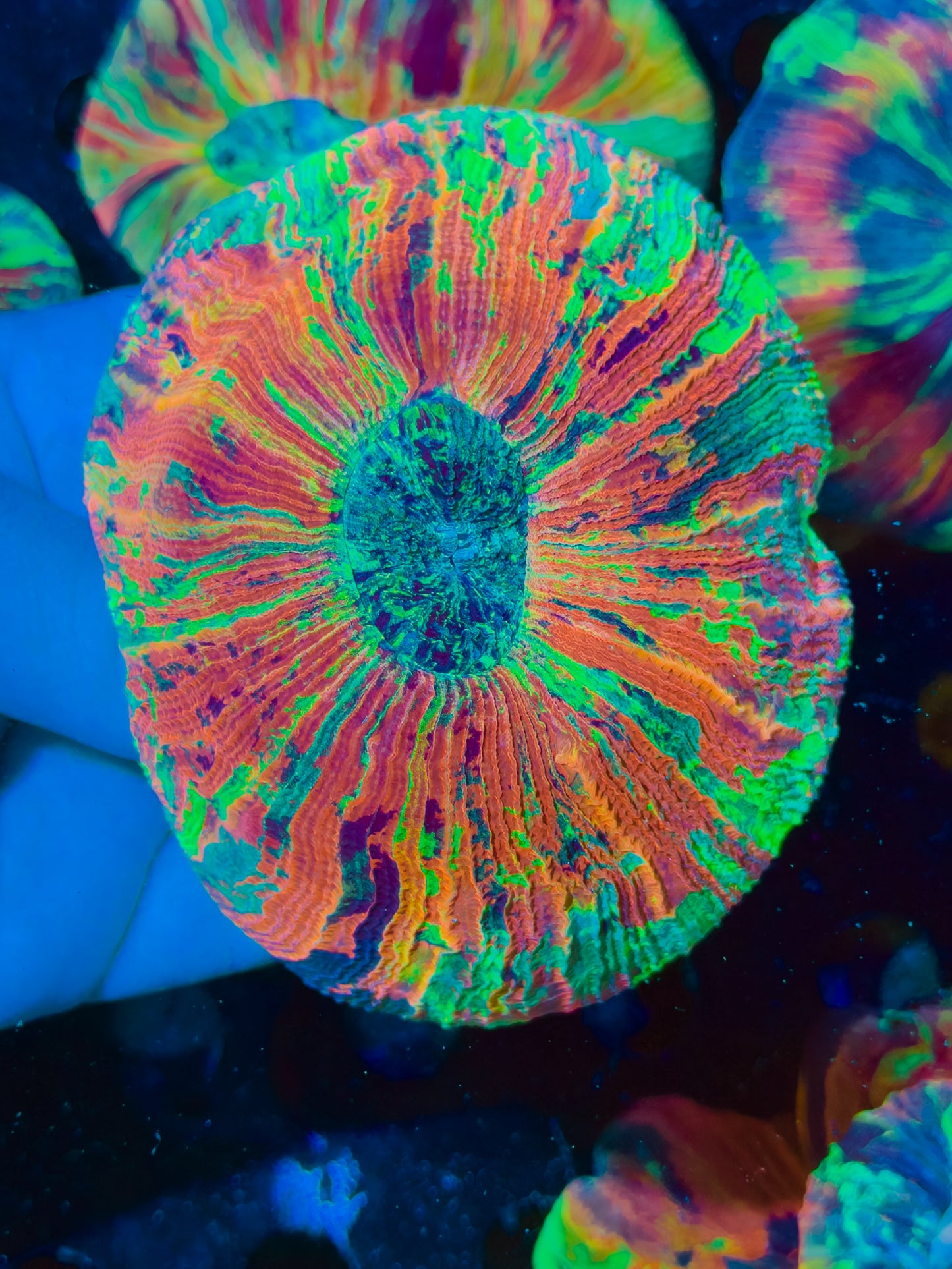 Super Rainbow Trachyphyllia