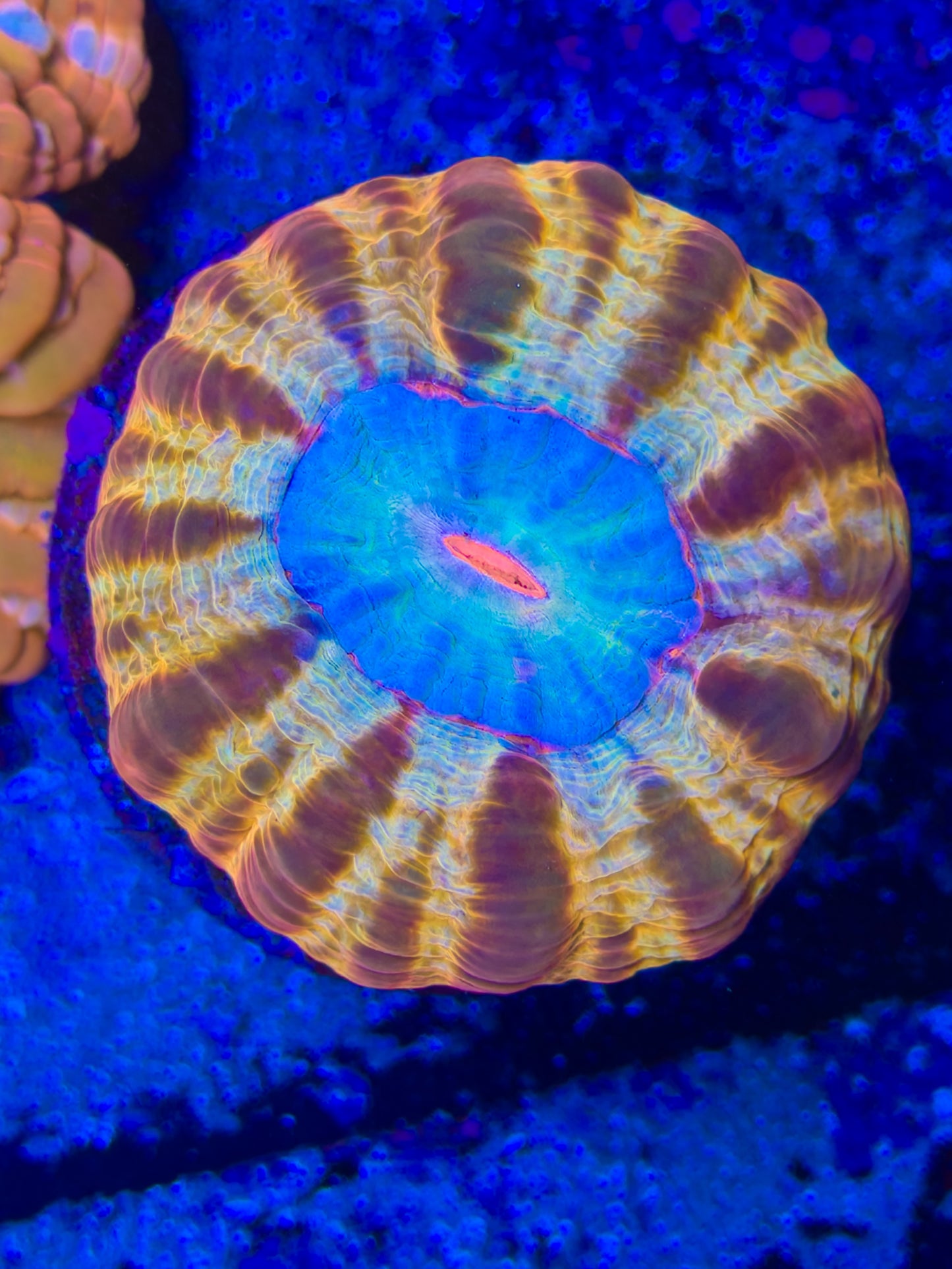 Super Nova Cynarina