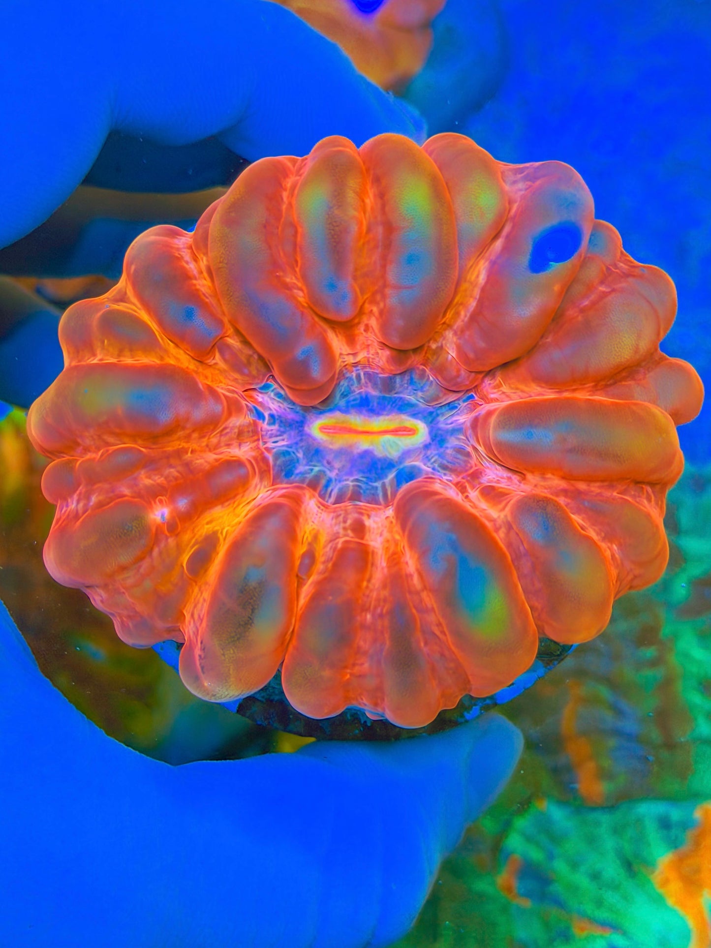 Event Horizon Cynarina