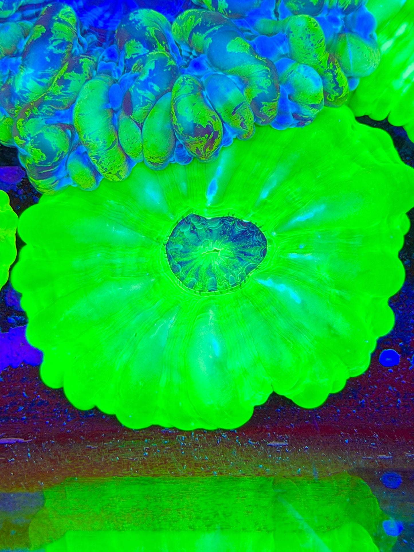 Green Cynarina