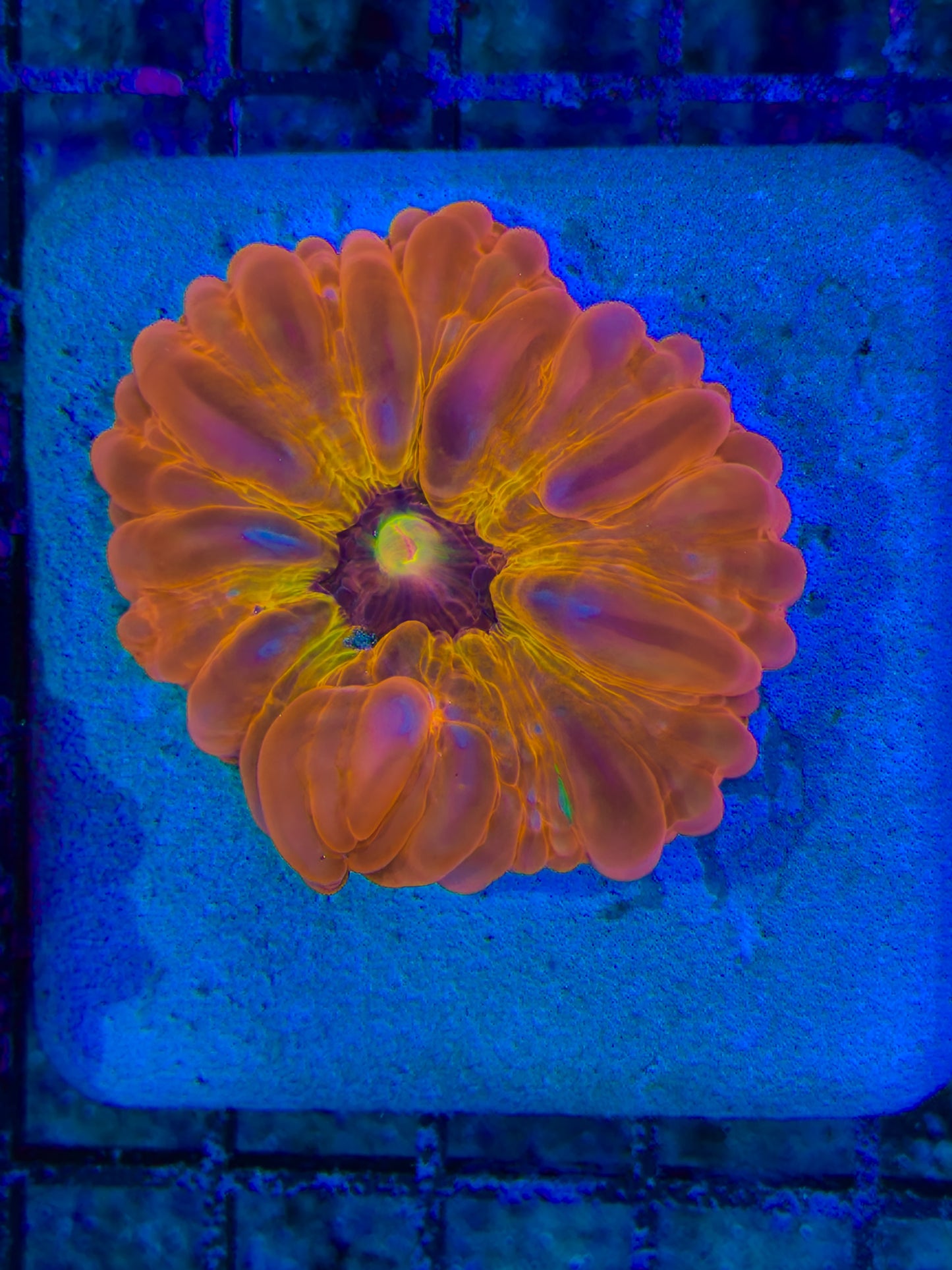 Supernova Cynarina