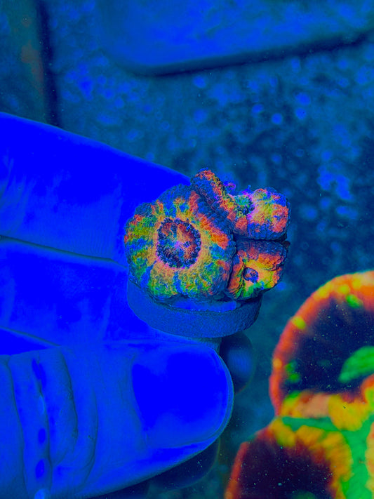 Insane BSA Paint splatter