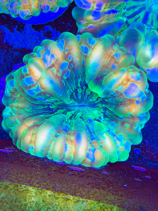 Unique Cynarina