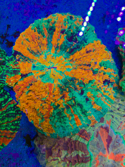 Crazy Pattern Acantho