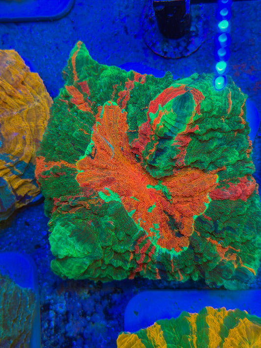 Rainbow Skittles Acantho