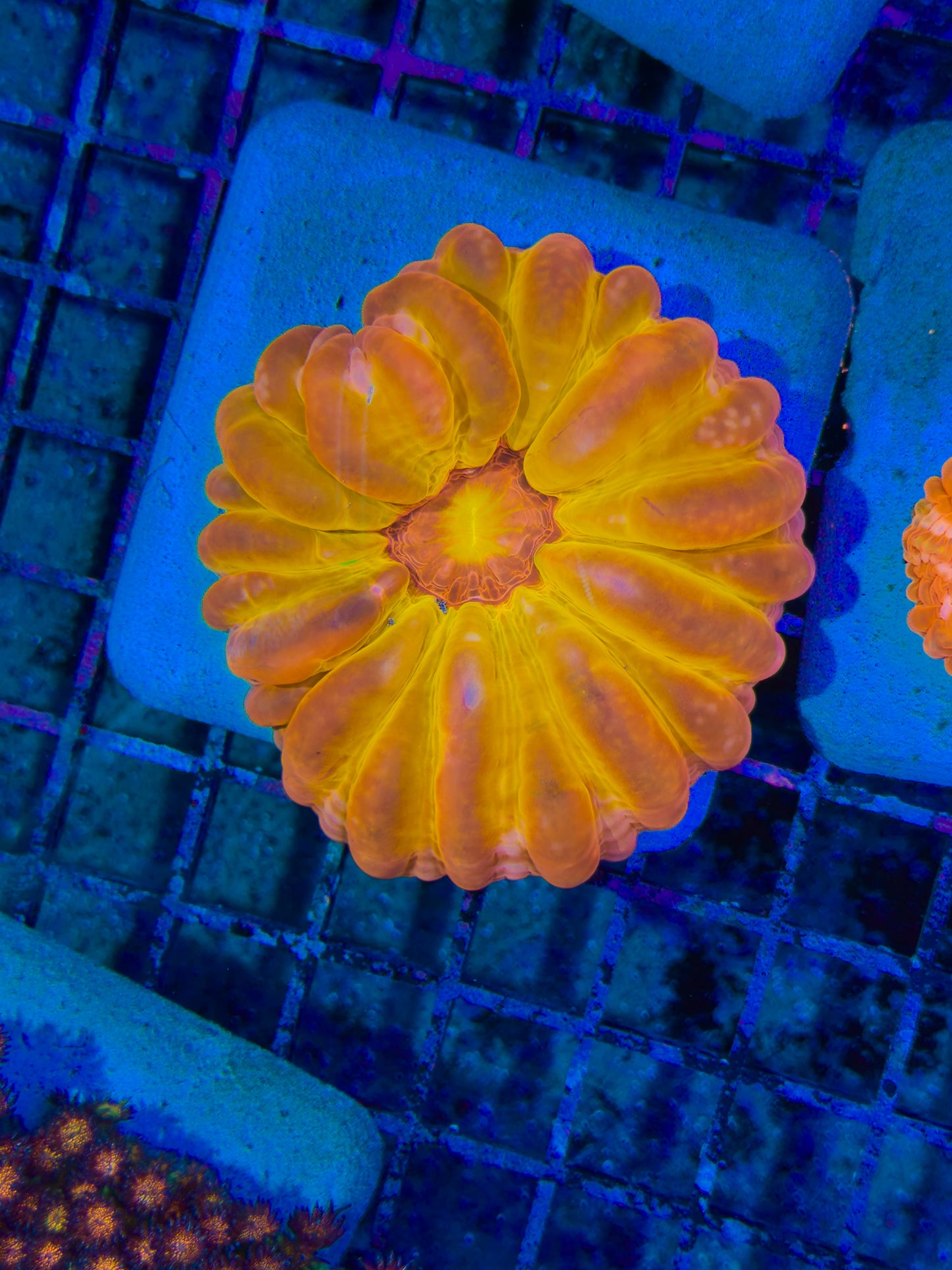 Pumpkin Cynarina