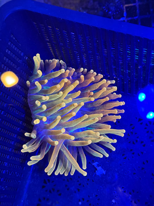 XL chicago sun burst