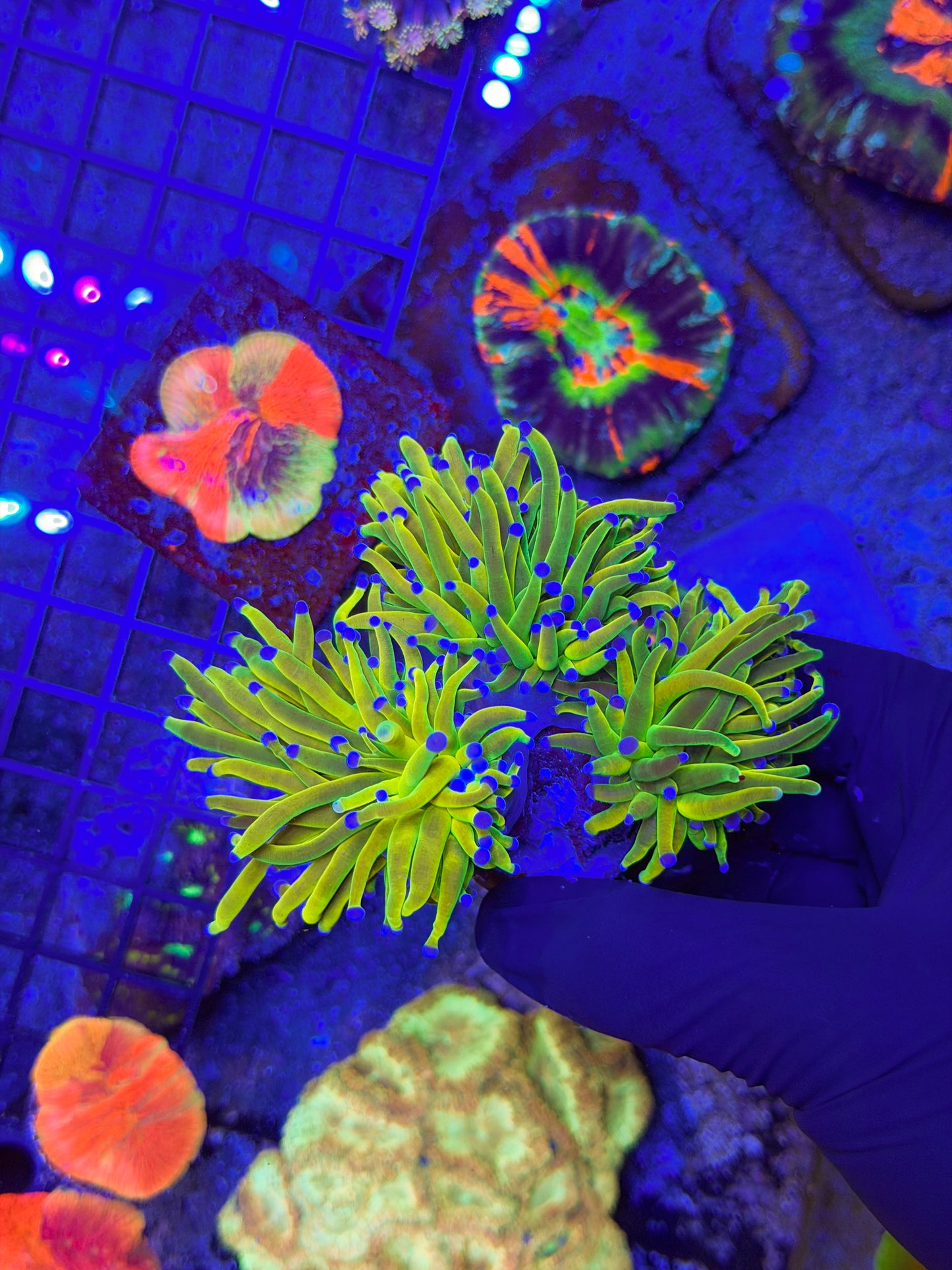 Bk Chem Grinch (3 head)