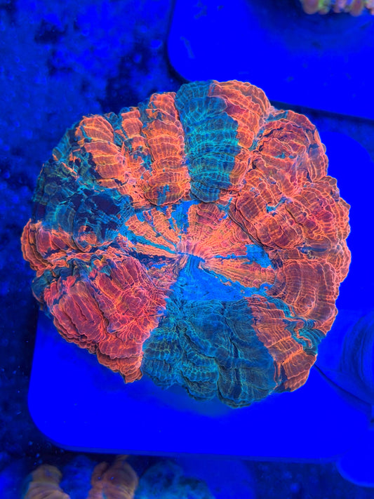 Rainbow Master Acantho