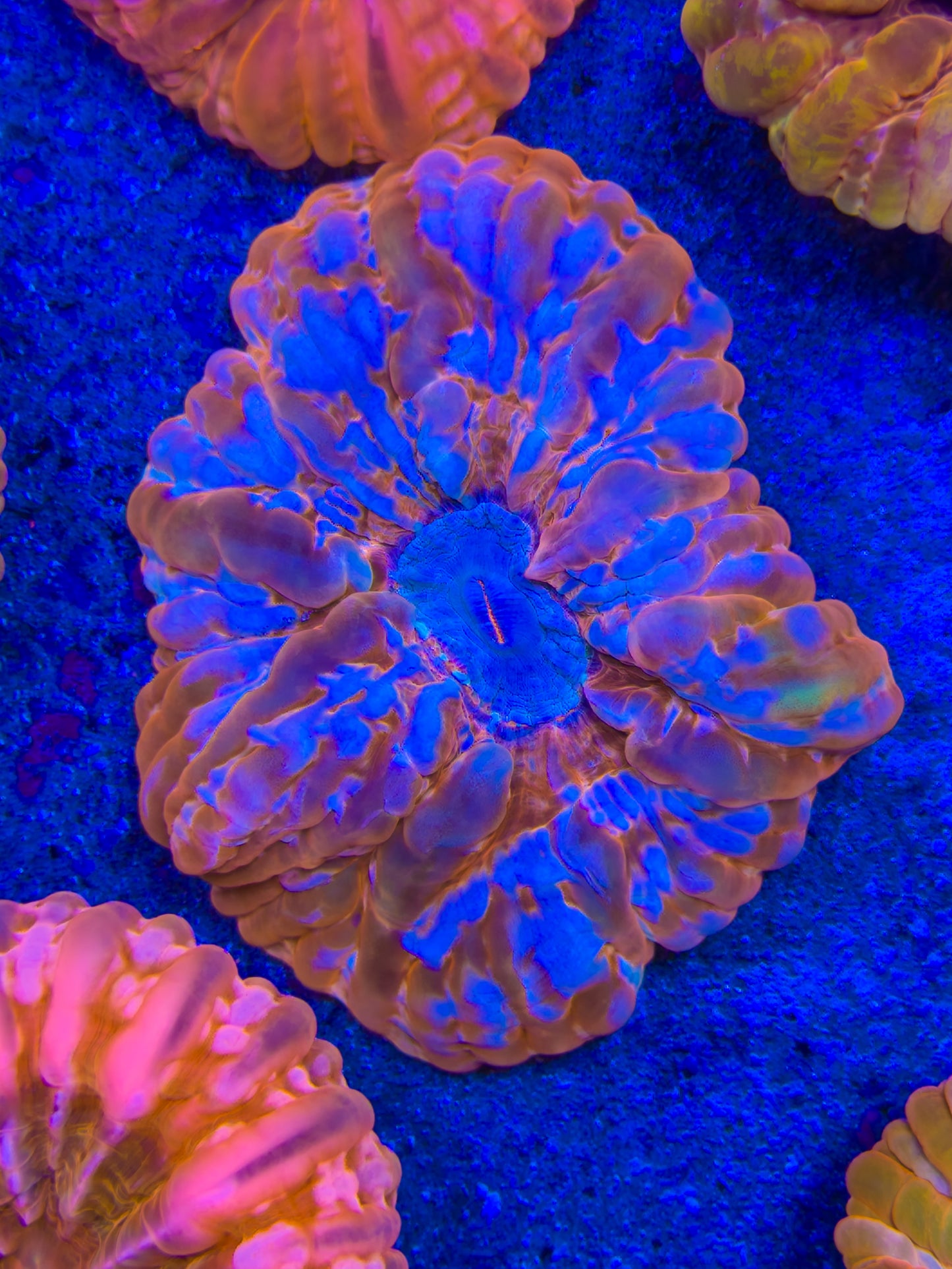 Frozen Fire Cynarina