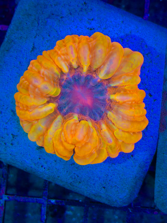 Peach Cynarina