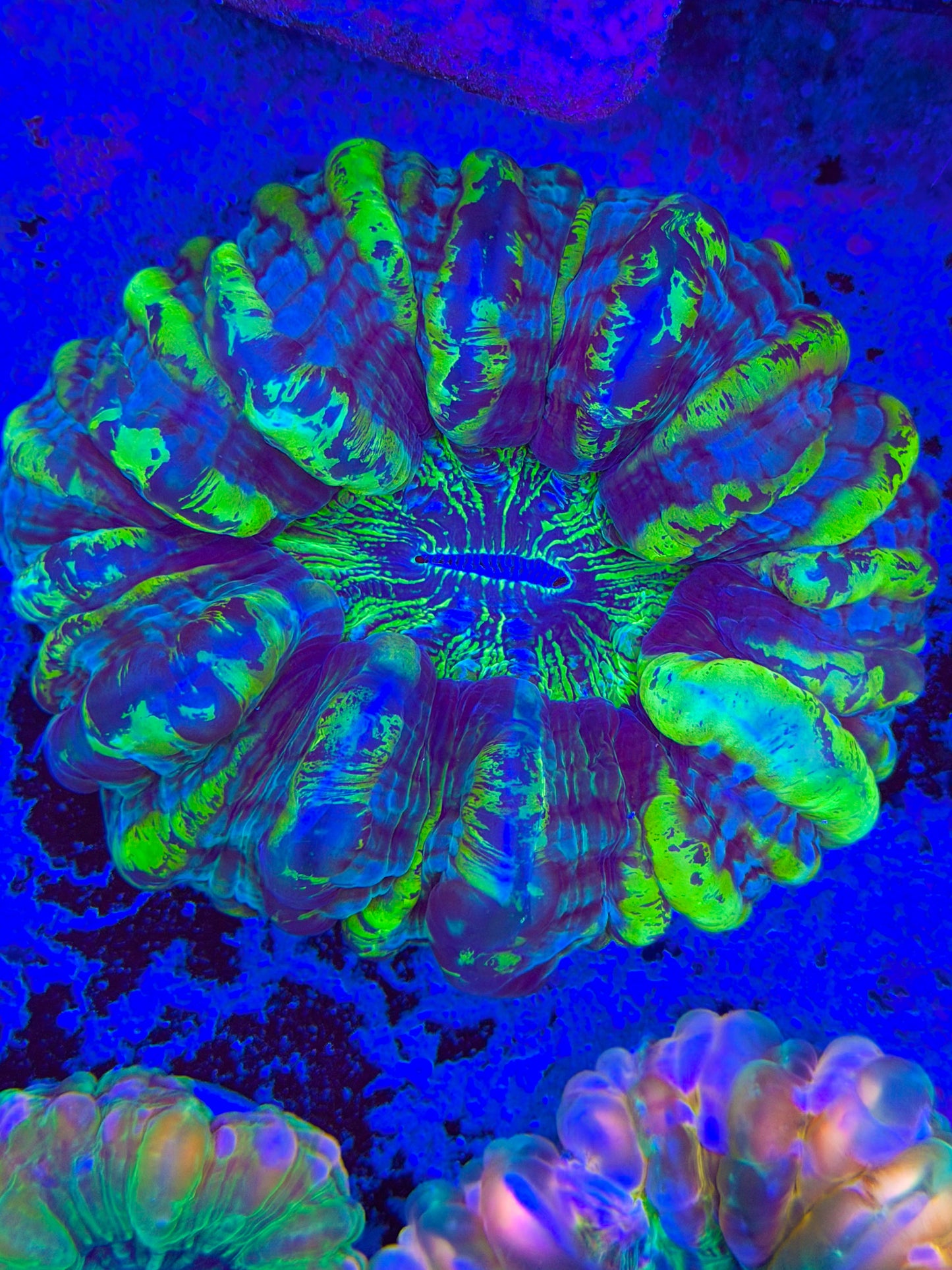 Radioactive Cynarina
