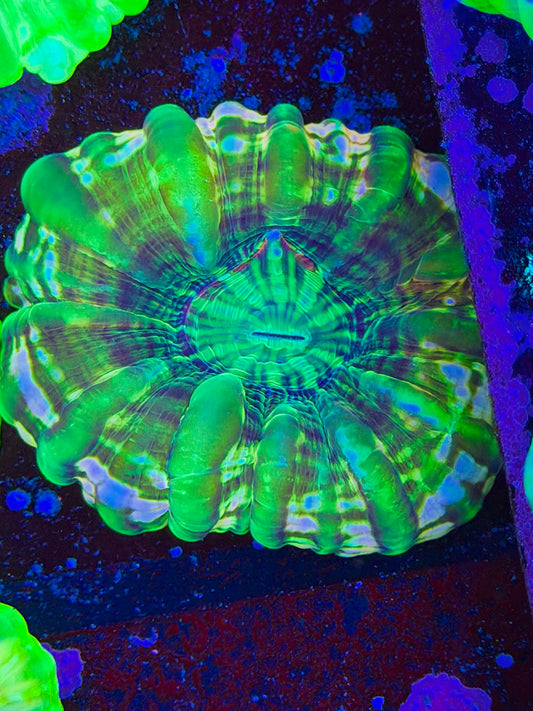 Unique Cynarina