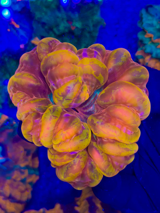 yellow Stripe Cynarina